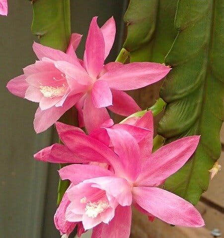 Orchid Cactus, Rat Tail Cactus