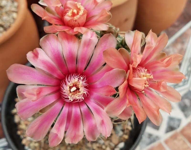 Gymnocalycium baldianum - Chin Cactus