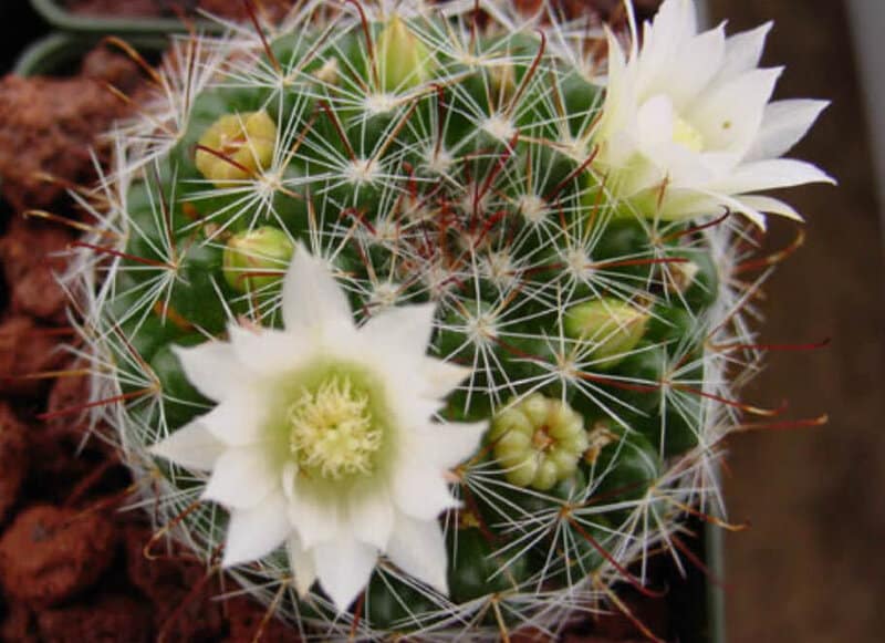 Mammillaria carmeneae - Carmen pincushion cactus