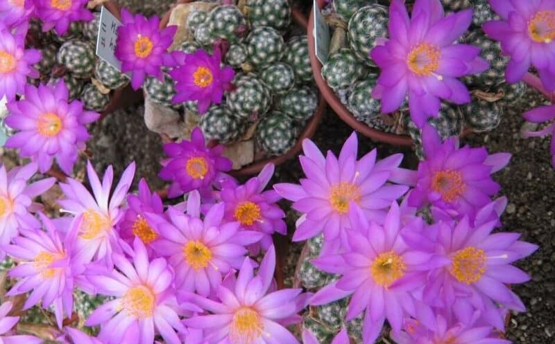 Mammillaria saboe subsp. haudeana