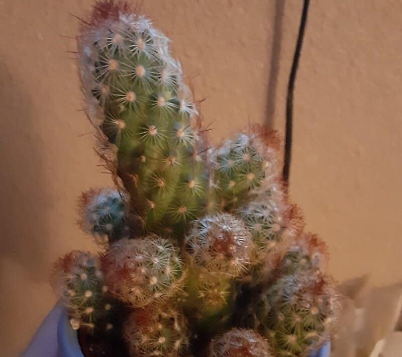  Lady Finger Cactus