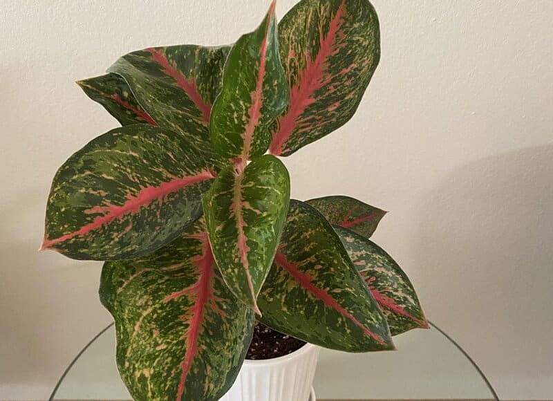 Aglaonema Red Peacock