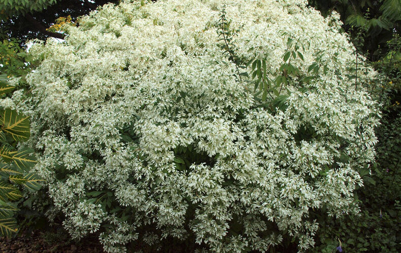 white Christmas bush
