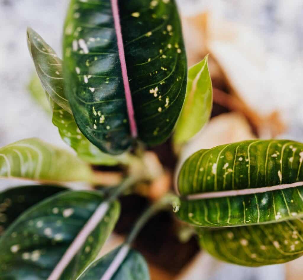 Aglaonema Widuri
