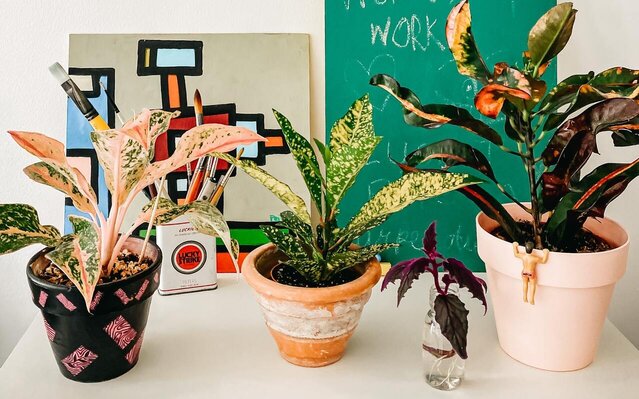 aglaonema red peackok