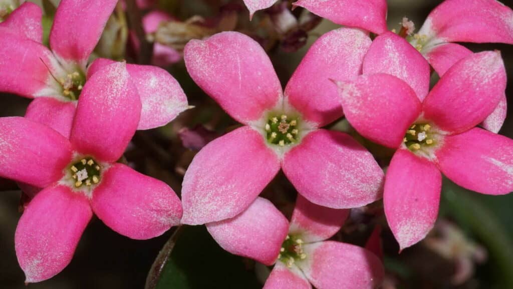 succulent with pink flowers