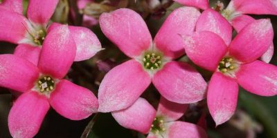 succulent with pink flowers