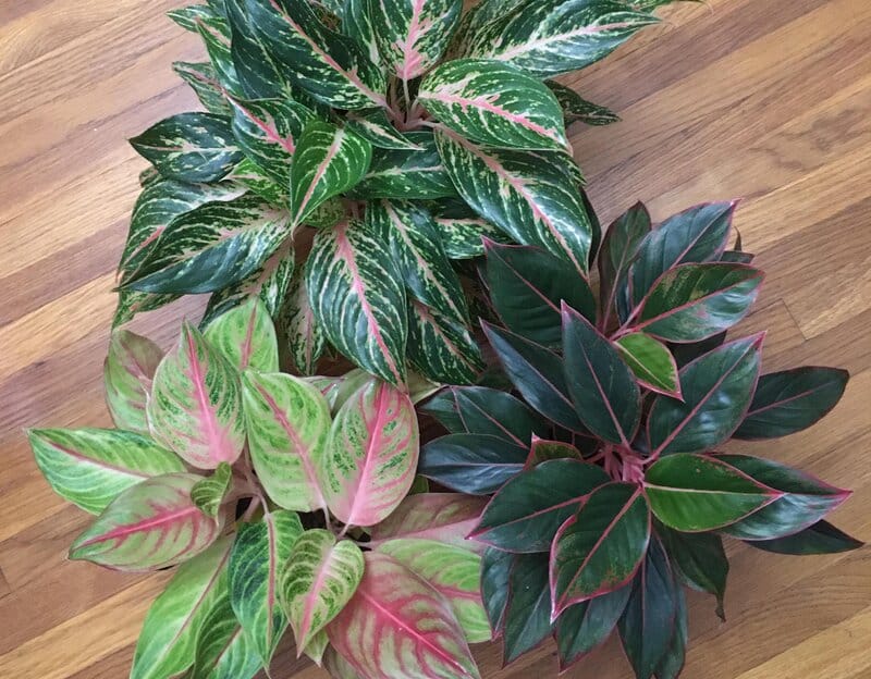 Fertilizing Aglaonema