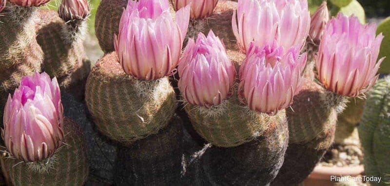 Echinocereus rigidissimus - Rainbow Cactus