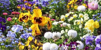 Best Soil for Flower Beds
