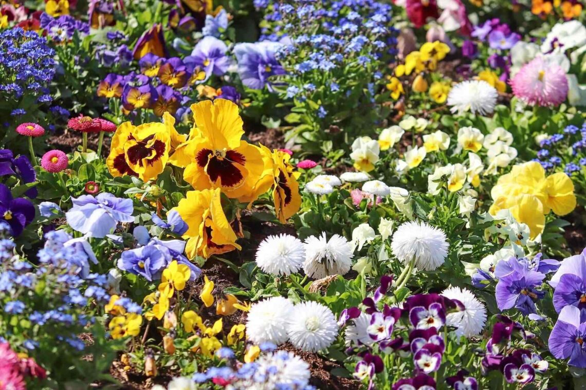 Best Soil for Flower Beds – Top 4 Excellent Choices
