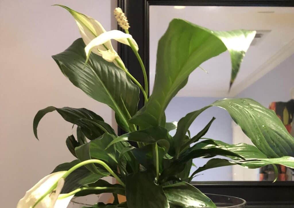 Peace Lily