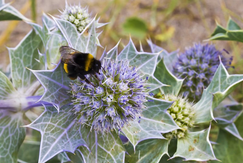 Sea Holly