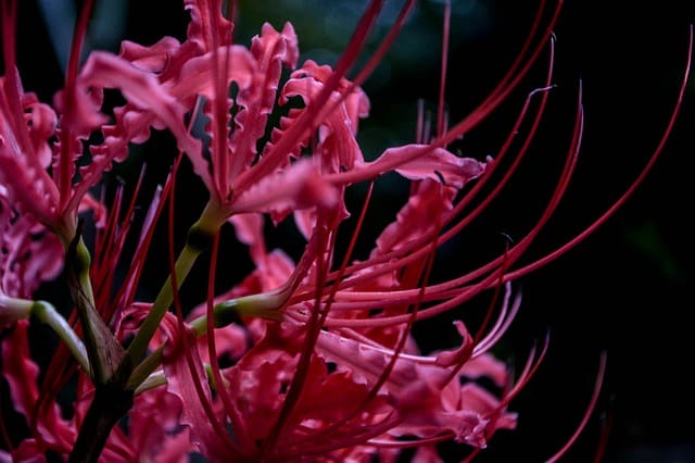 Spider lily 