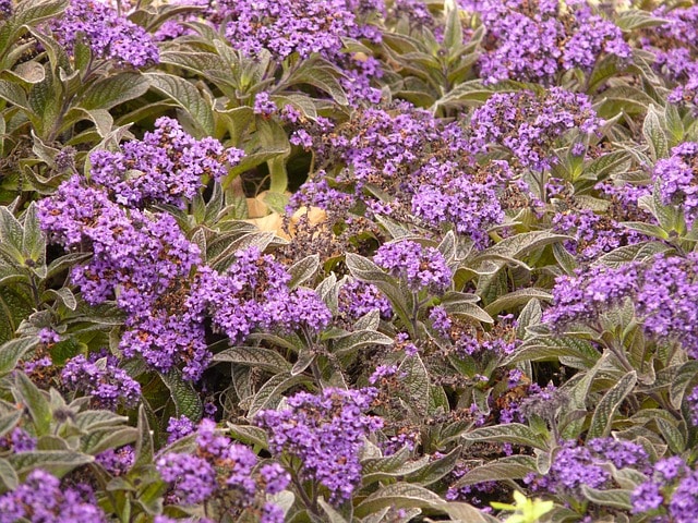  Fragrant Heliotrope