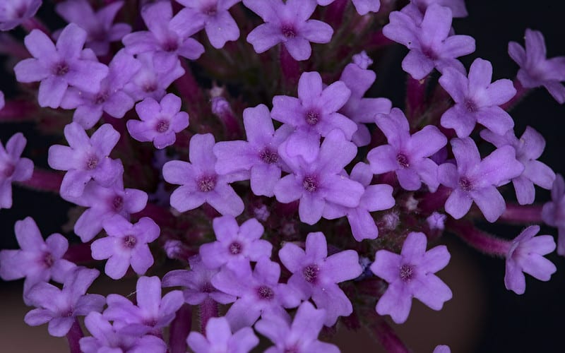 Verbena