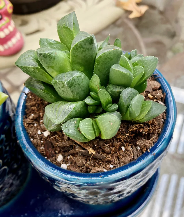 Star Window Plant
