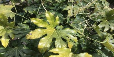 Aralia Leaves Turning Yellow