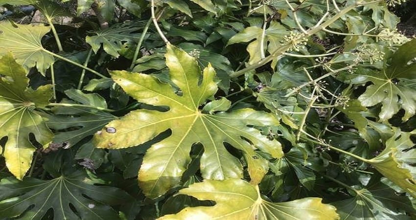 Aralia Leaves Turning Yellow