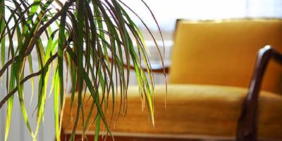 Dracaena Leaves Curling