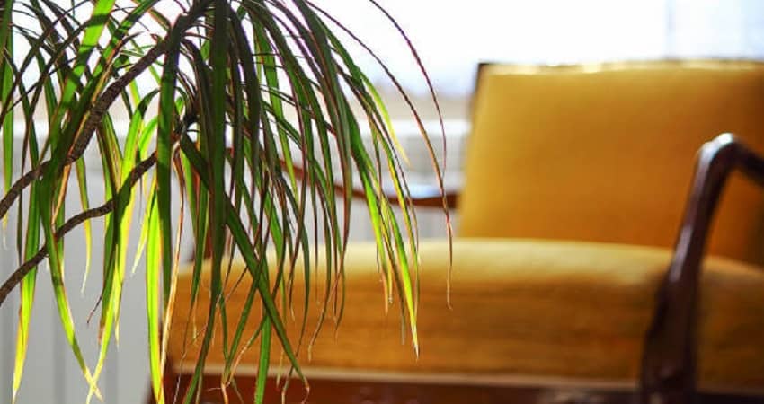 Dracaena Leaves Curling
