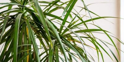 Why Are Leaves Falling Off My Dracaena