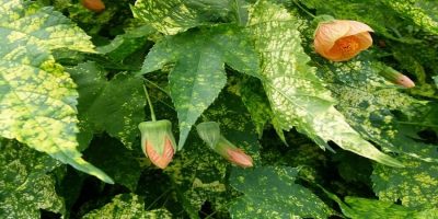 Yellow Leaves on Abutilon plants