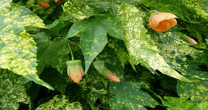 Yellow Leaves on Abutilon plants