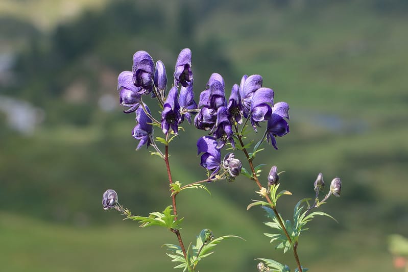 Aconitum Napellus