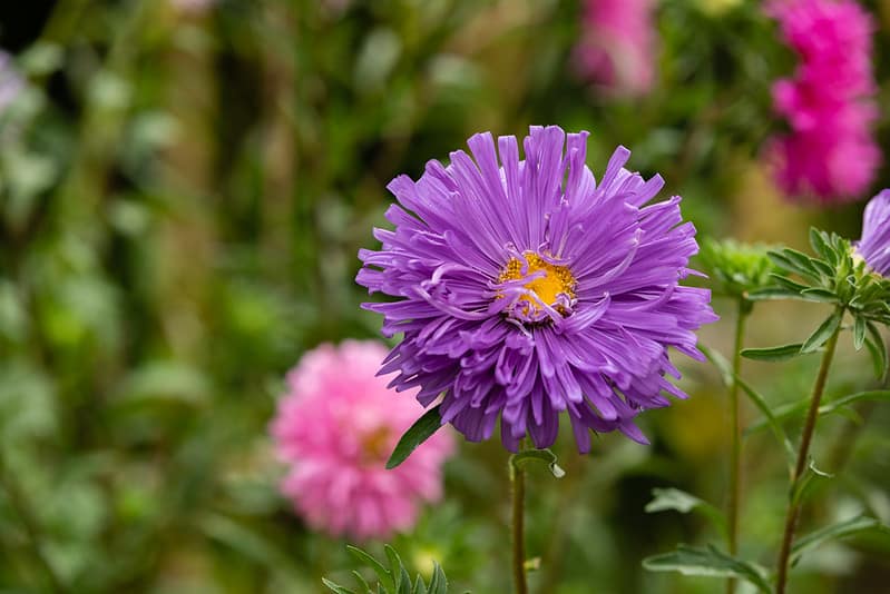 Callistephus chinensis aka China Aster