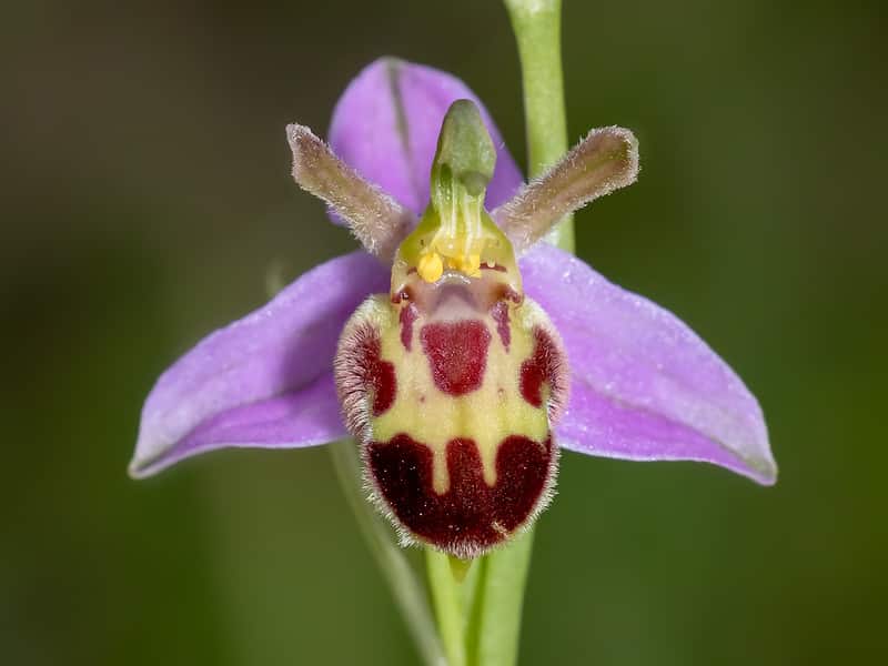 Bee Orchid