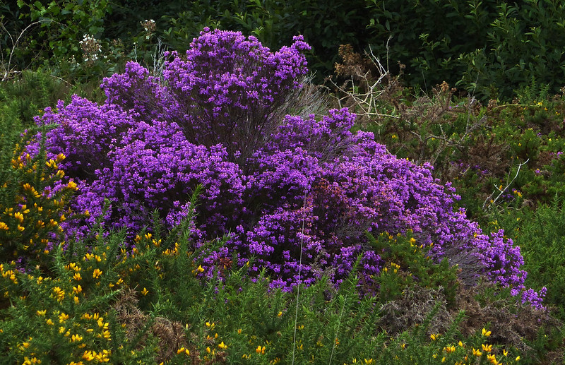 Bell Heather
