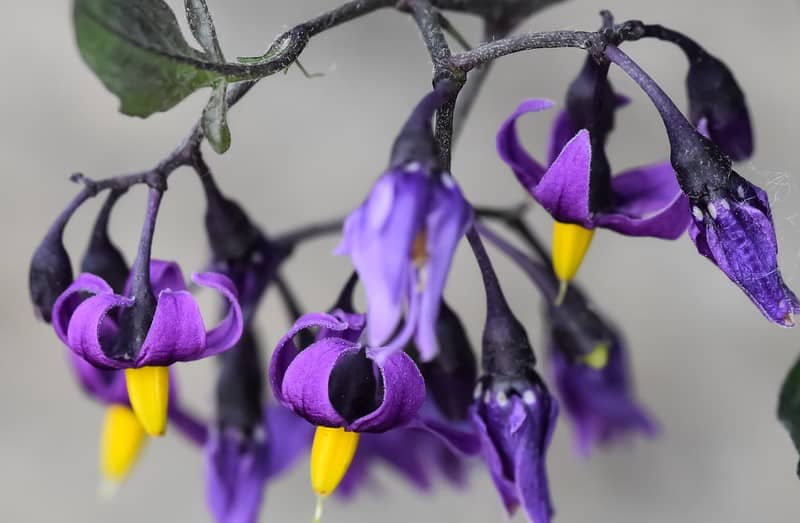 Bittersweet Nightshade