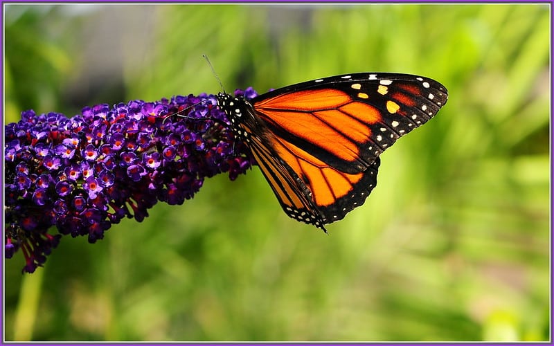 Butterfly Bush
