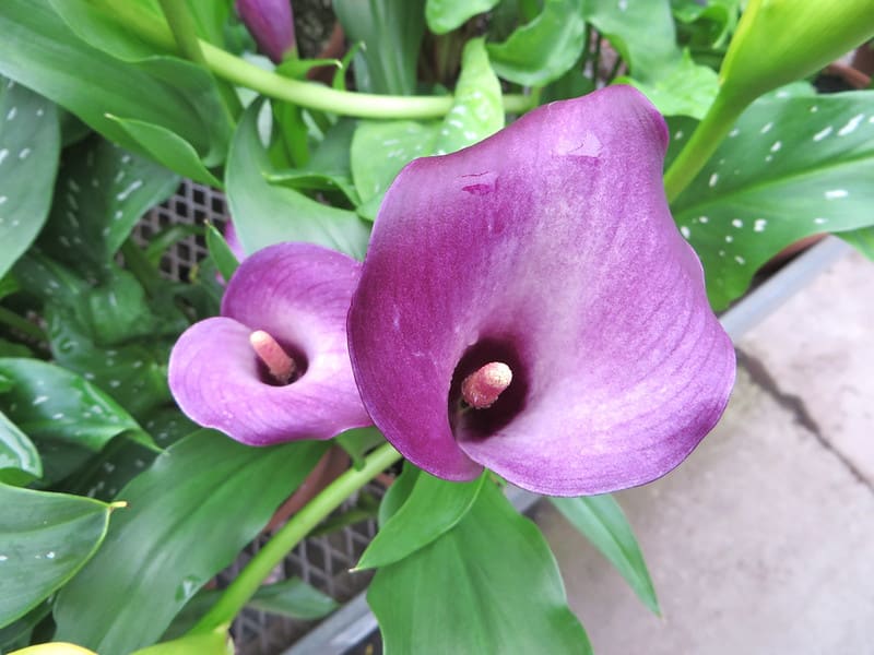 Calla lily