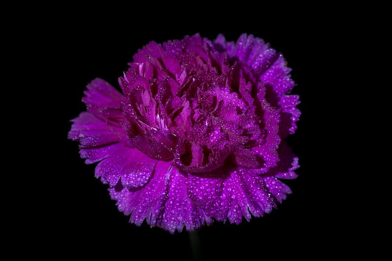 Dianthus Caryophyllus aka carnation flowers