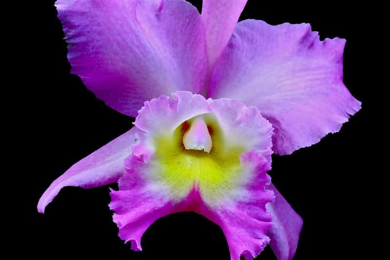 Cattleya Orchid