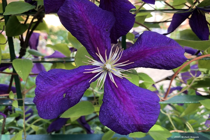 Clematis