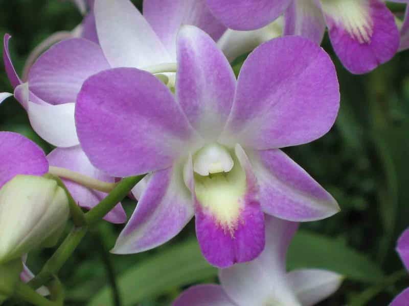 Dendrobium Orchid