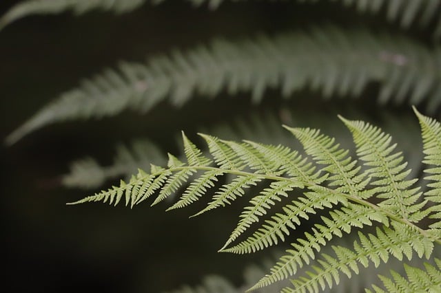 Asparagus Fern