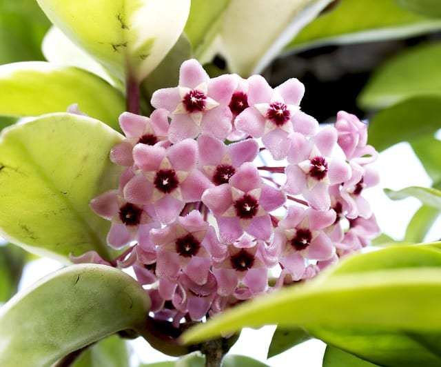 Hoya Plant Care