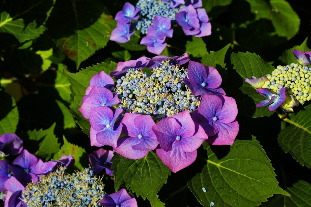 Hydrangea Leaves