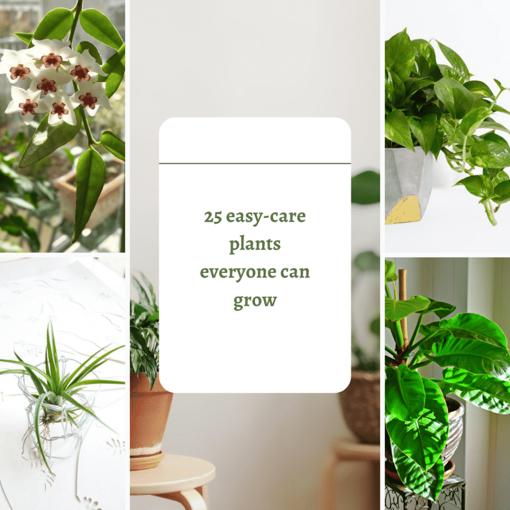 Easiest house plants to keep alive