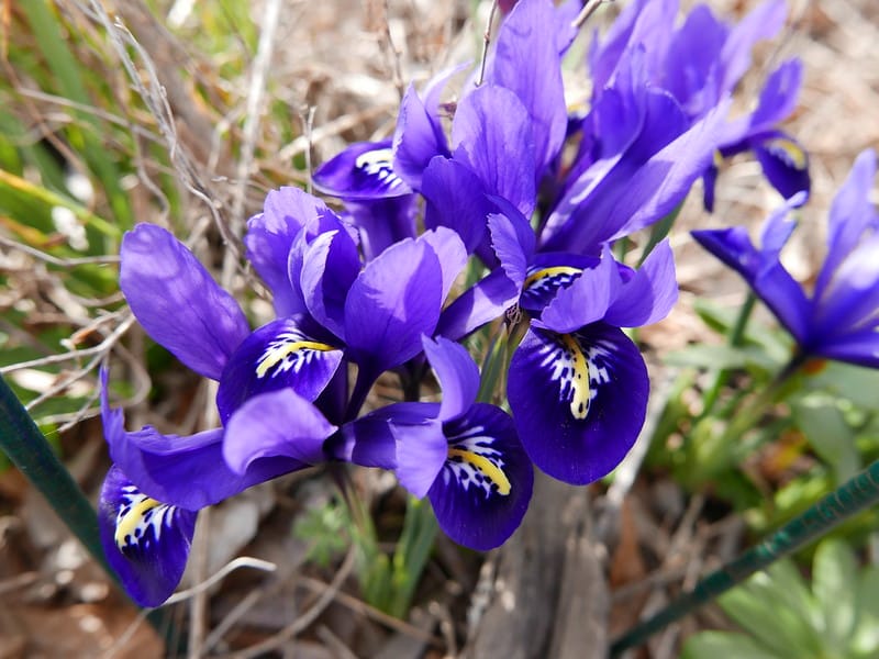 Iris reticulata