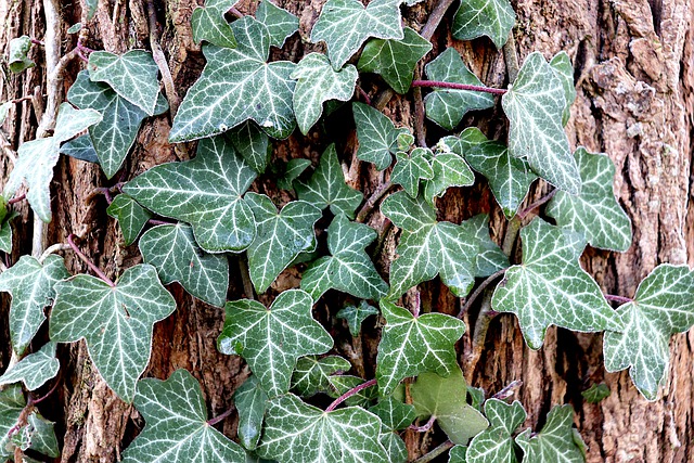 English Ivy 