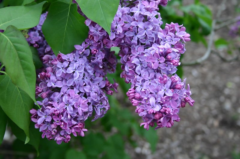 Lilac Syringa Vulgaris