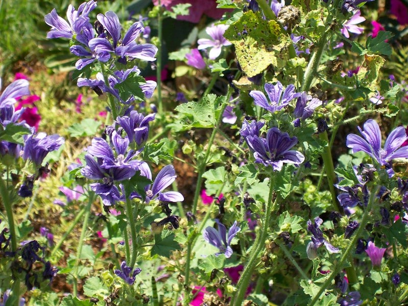 Mystic Merlin Flower