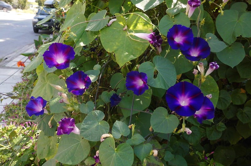 Ipomoea purpurea