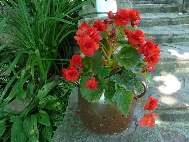  Begonia