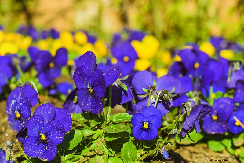 Wild Pansy